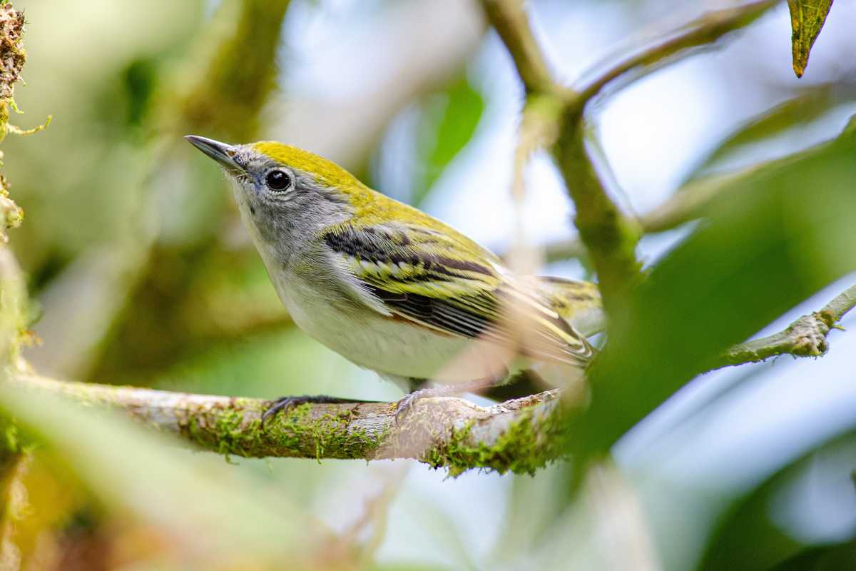 Let there be Night: How light pollution harms migrating birds