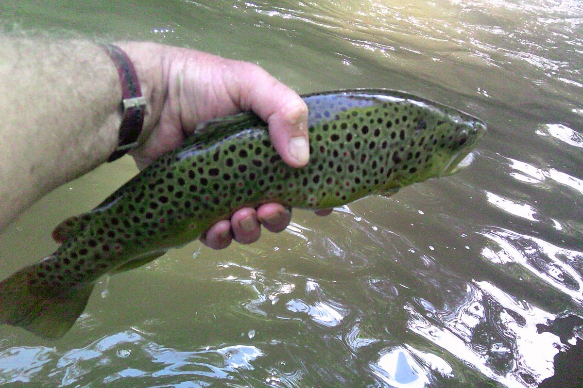 Catching and kvetching in the Catskills