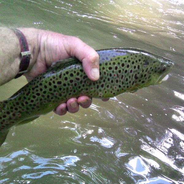 Catching and kvetching in the Catskills