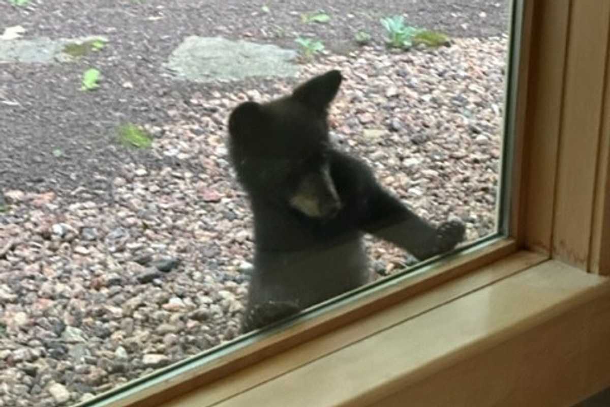 Curious cub