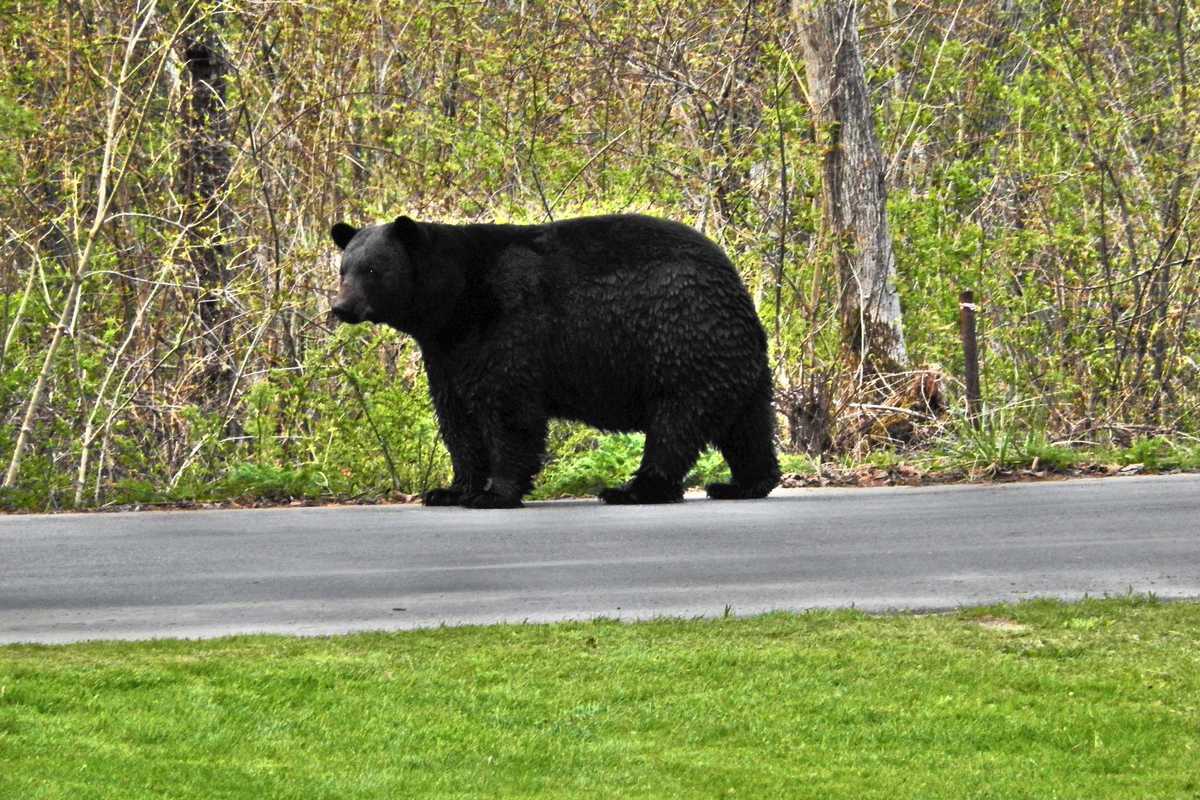 Bears return to Salisbury