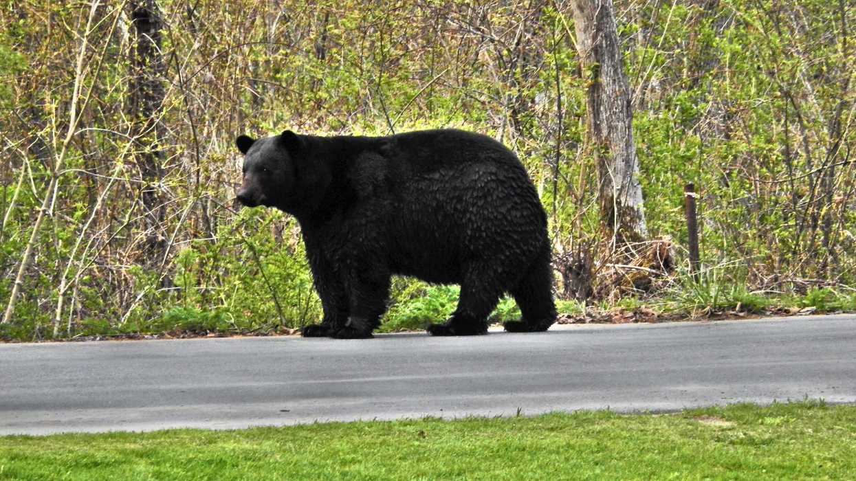Bears return to Salisbury