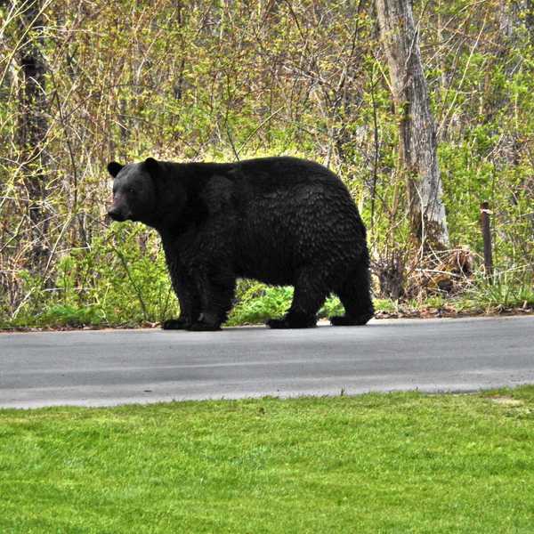 Bears return to Salisbury