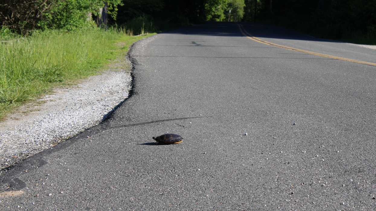 June is turtle breeding season