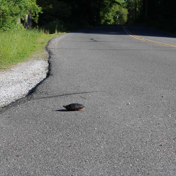 June is turtle breeding season