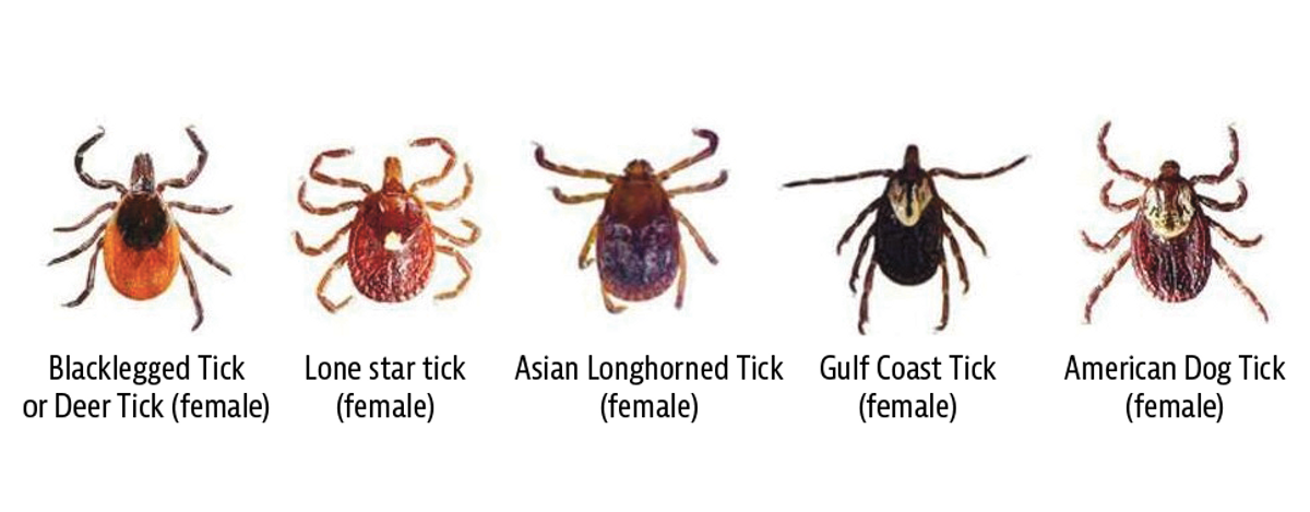 Invasive species, infectious diseases and some new ticks in Litchfield County