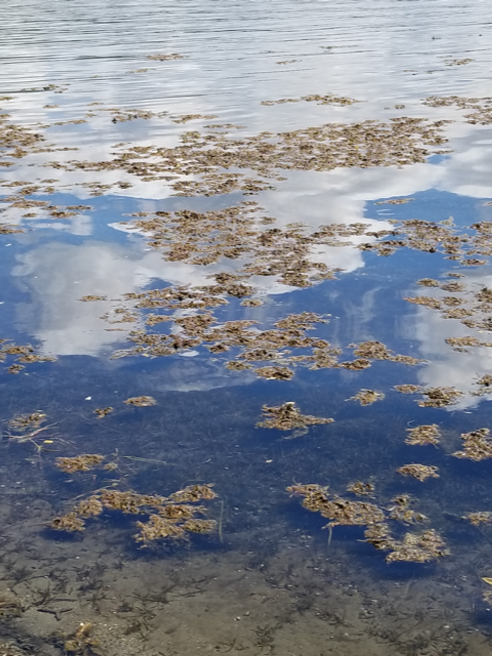 Weather conditions spell ‘perfect storm’ for algae blooms