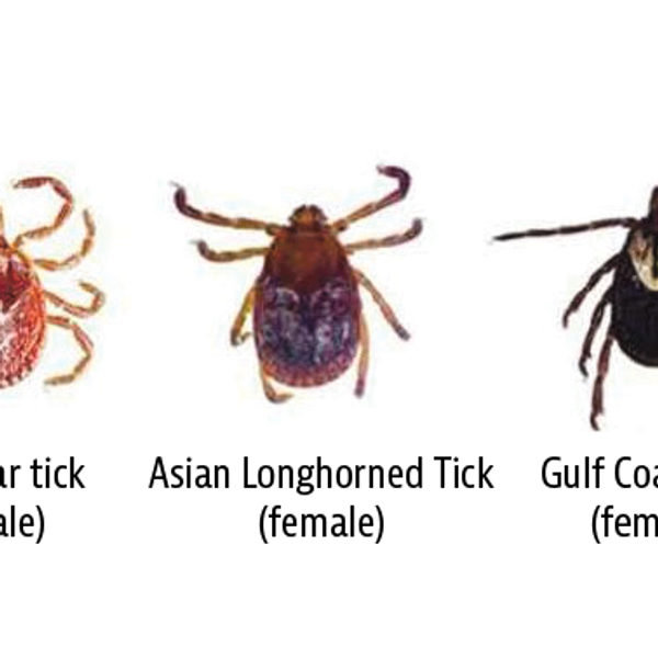 Invasive species, infectious diseases and some new ticks in Litchfield County