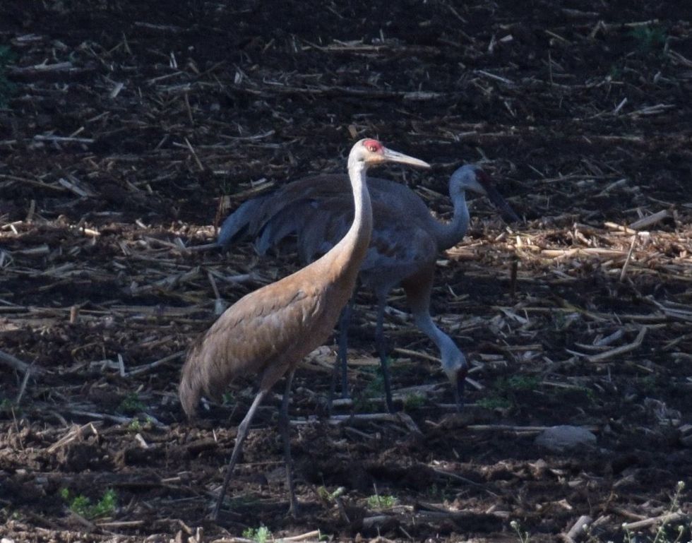 An uncommon crane in East Canaan