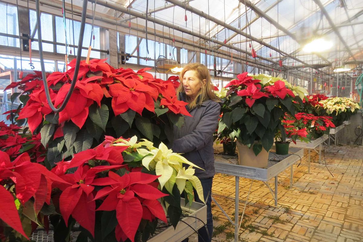 FFA Holiday Store opens for season at Housatonic