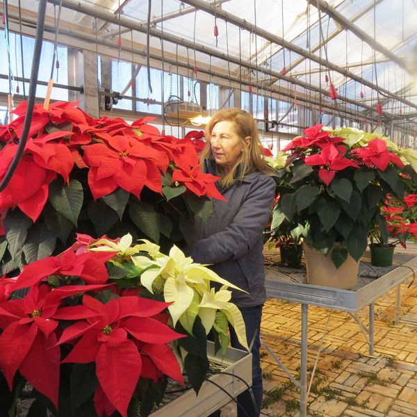 FFA Holiday Store opens for season at Housatonic