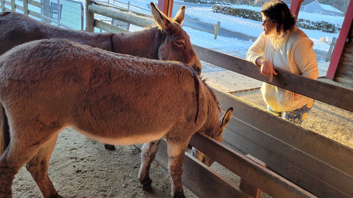 Six donkeys carry a message of hope this Christmas