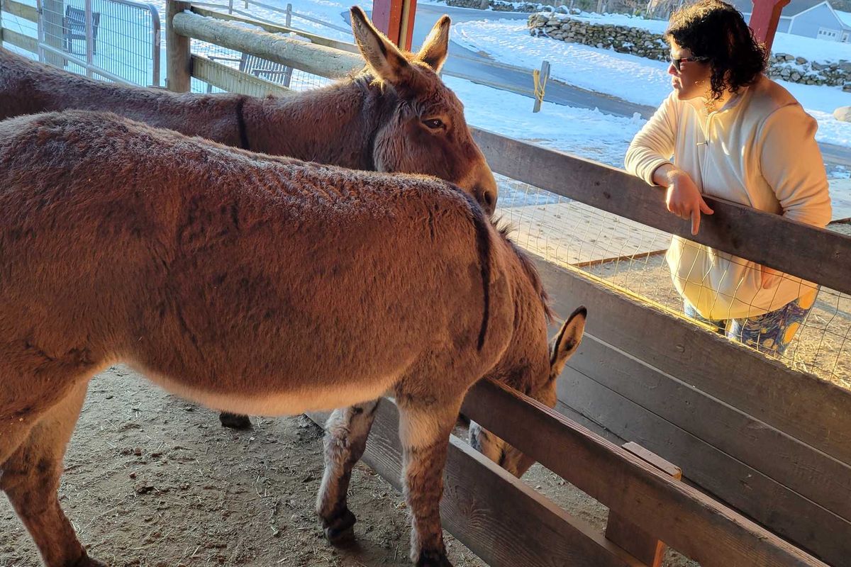 Six donkeys carry a message of hope this Christmas