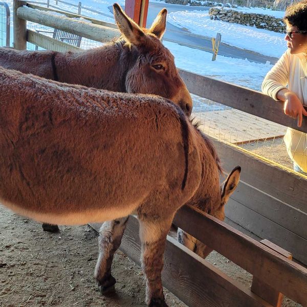 Six donkeys carry a message of hope this Christmas