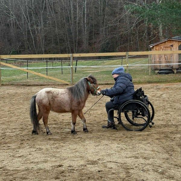 Mini horses, big impact: animal learning center opens in Sheffield
