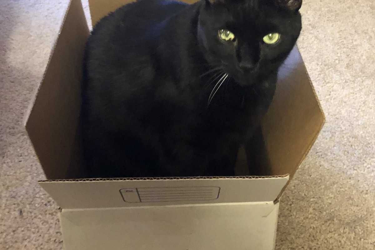 Black cats unfairly shunned, stigmatized, say regional animal rescue groups