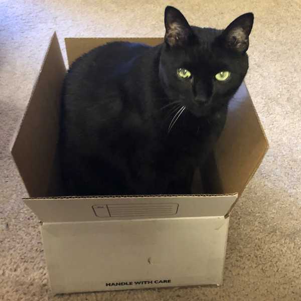 Black cats unfairly shunned, stigmatized, say regional animal rescue groups