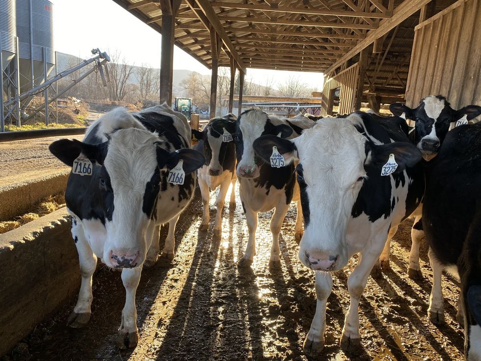 Regional dairies haven’t had to dump milk — yet