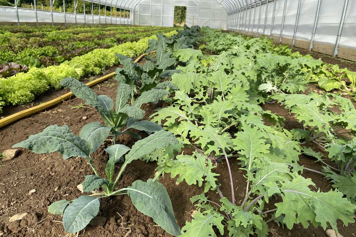 Economic pressures jeopardize Connecticut's farming future