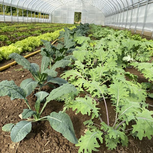 Economic pressures jeopardize Connecticut's farming future