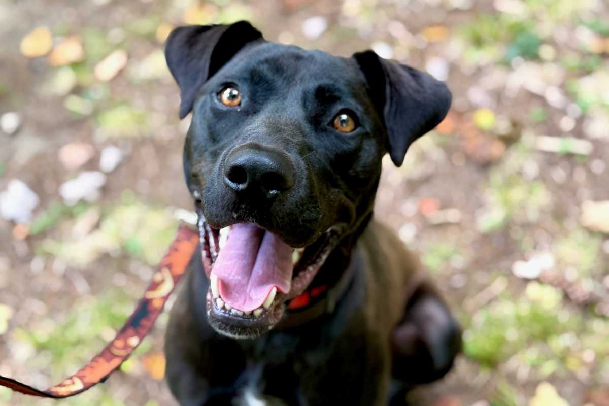 A day in the life of a rescue dog