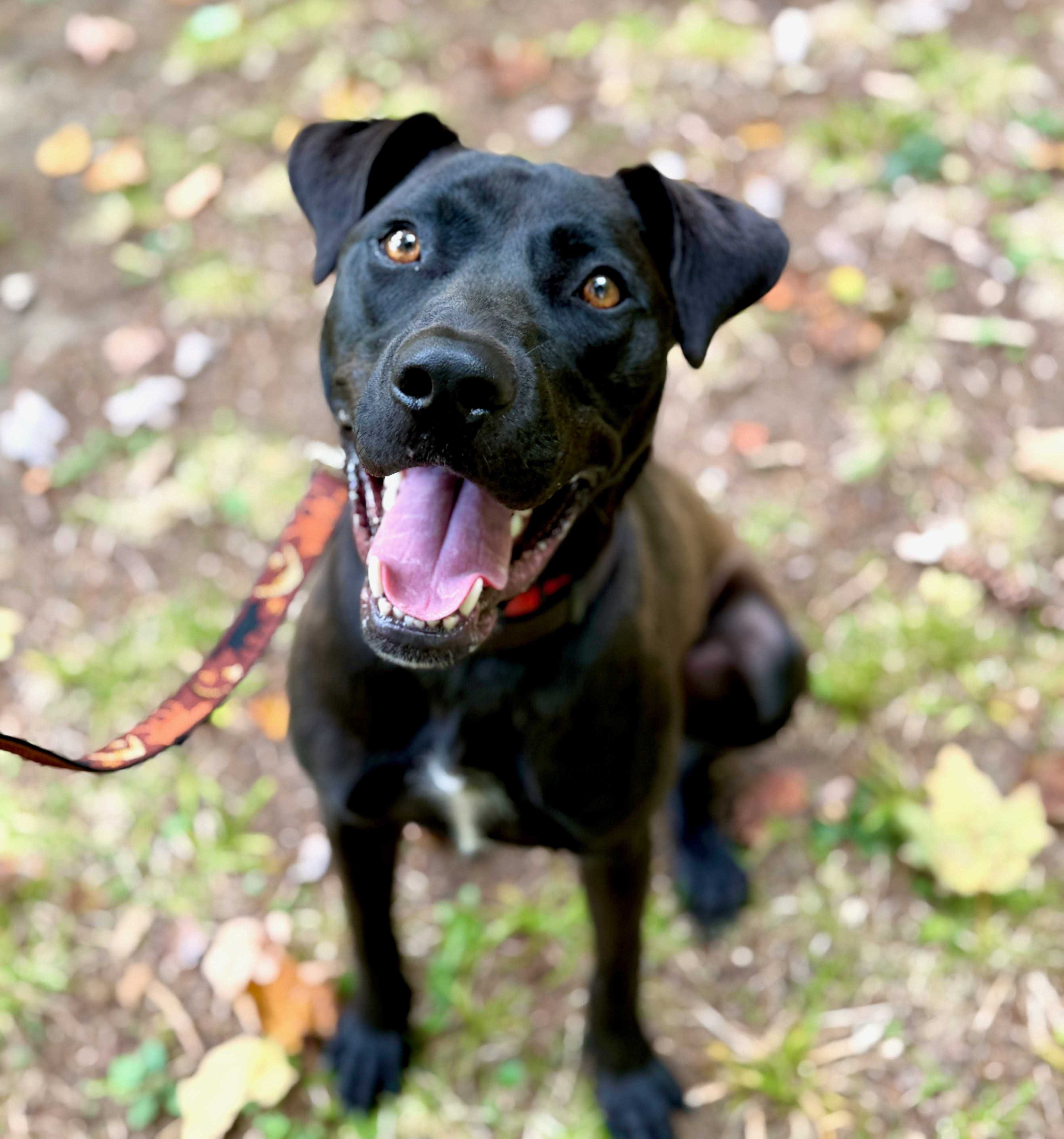 A day in the life of a rescue dog