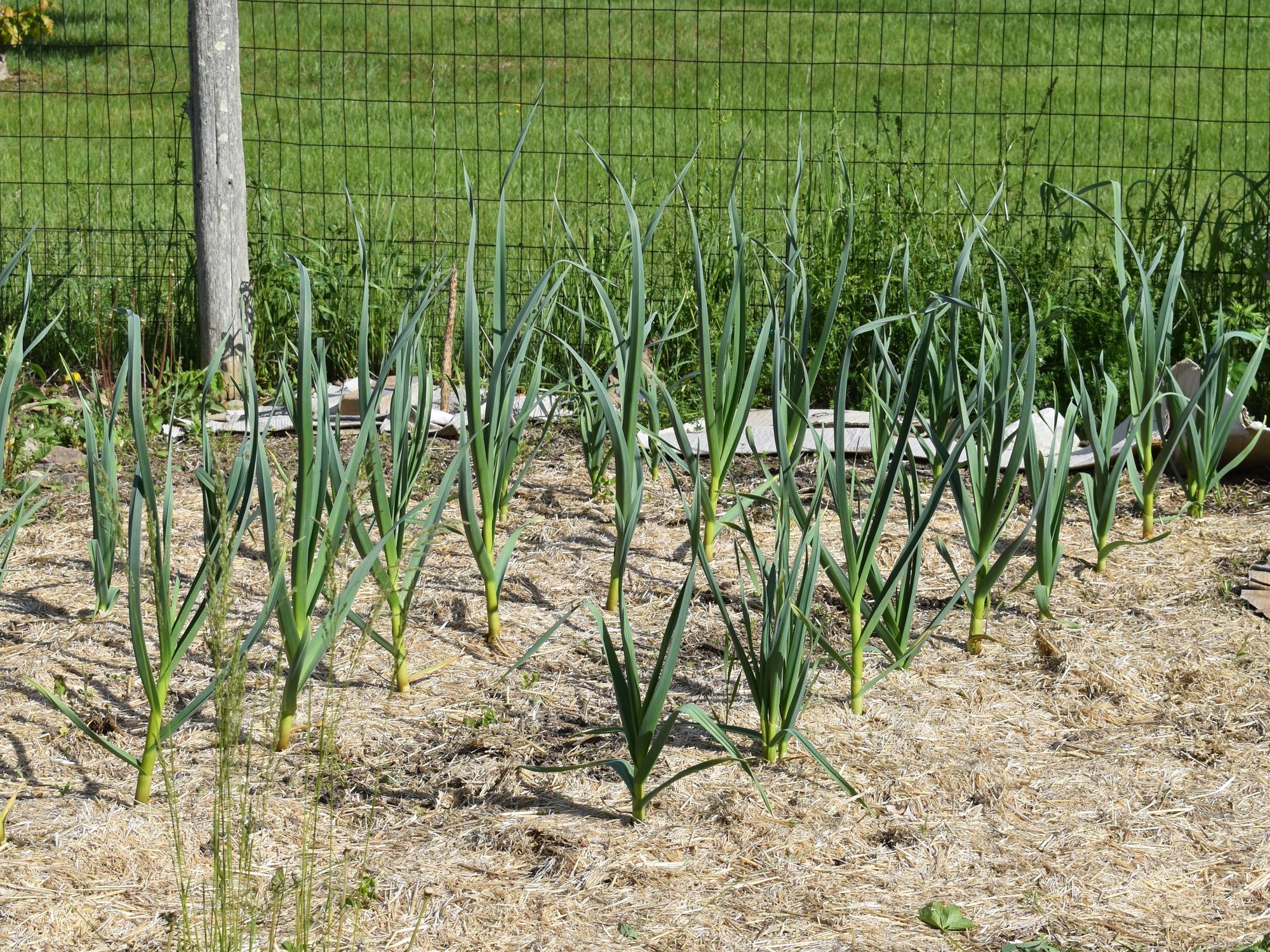 Hewat Community Garden brings neighbors together