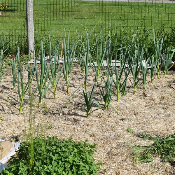 Hewat Community Garden brings neighbors together