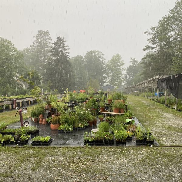 The Ungardener: by the books