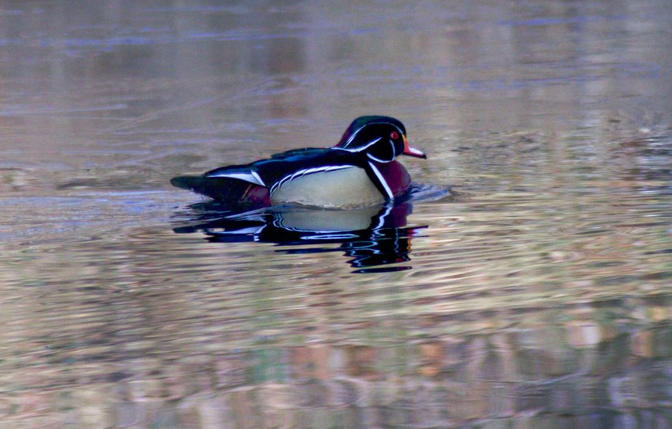 In a world turned upside down by COVID-19, the ducks return