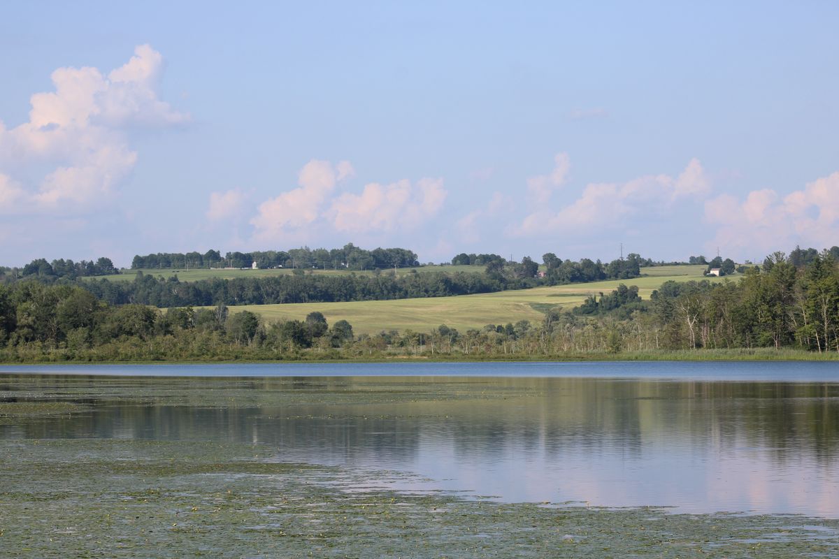 Water chestnut in Mudge Pond targeted for removal