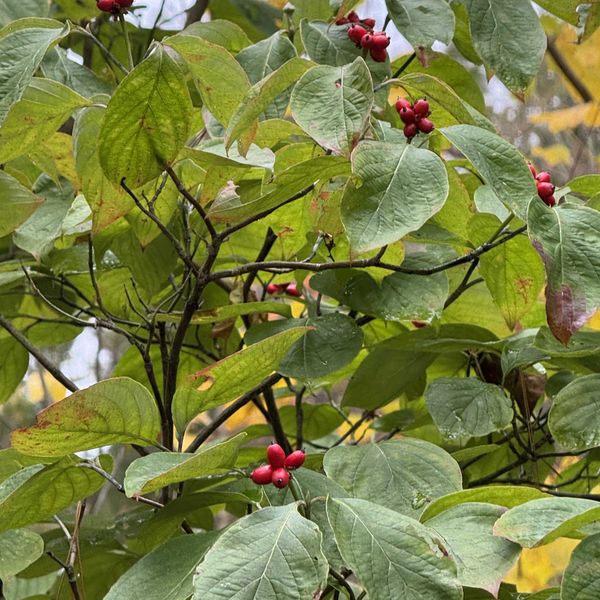 Rethinking Fall cleanup