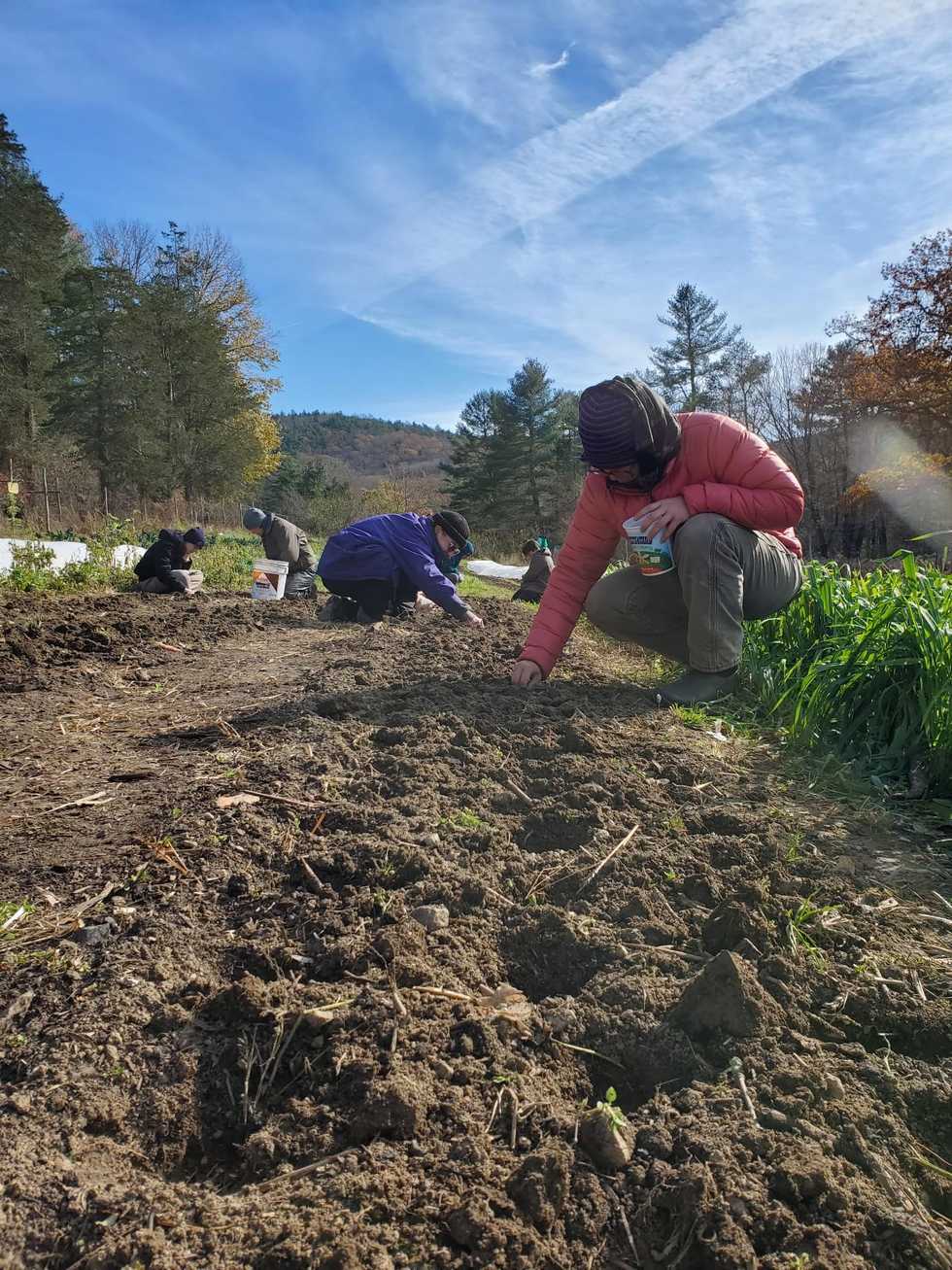 Letter from the farm: garlic planting