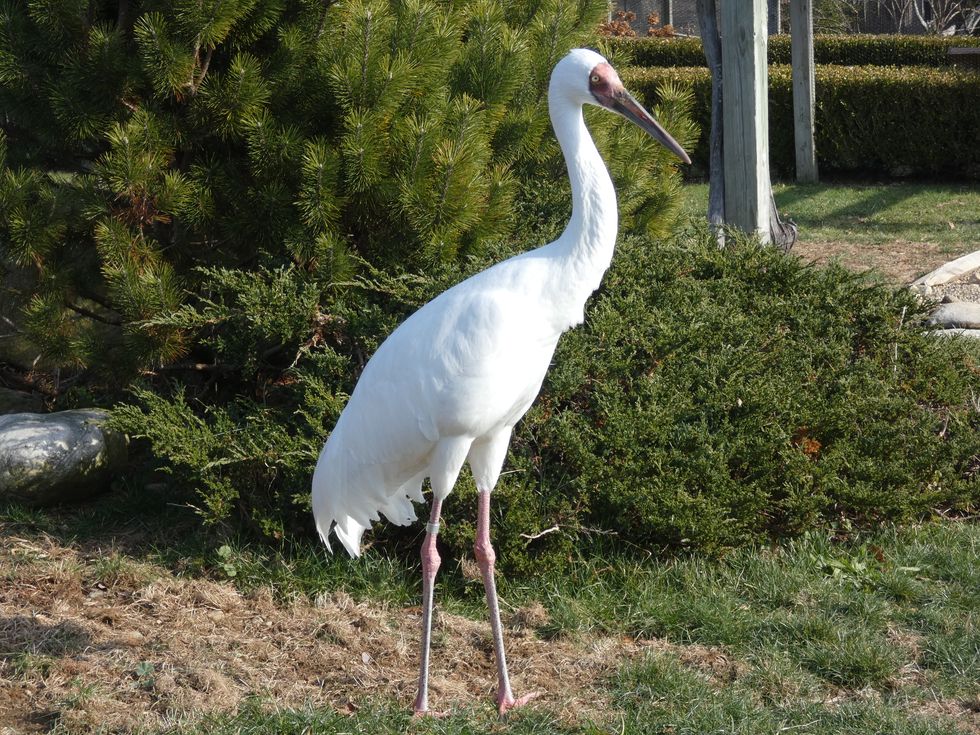 Seeking Names for Siberian Cranes