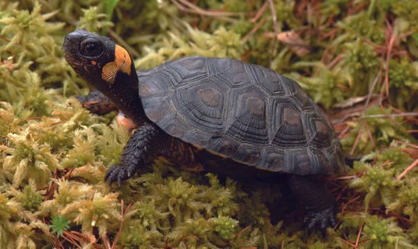 Newts, Salamanders and the Dangers of Human Over-Development