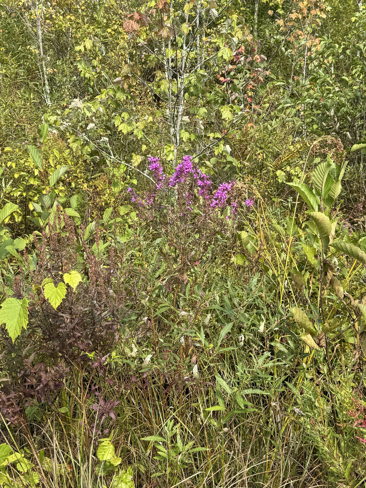 Roadsides as runways: trend spotting invasive plants