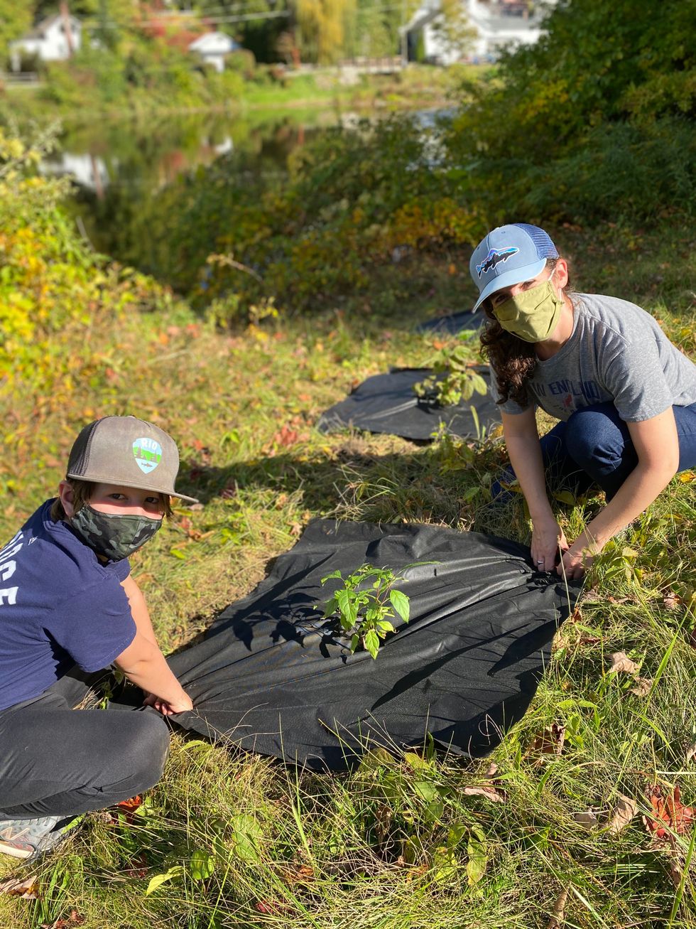 Gaining ground in Housatonic River knotweed battle