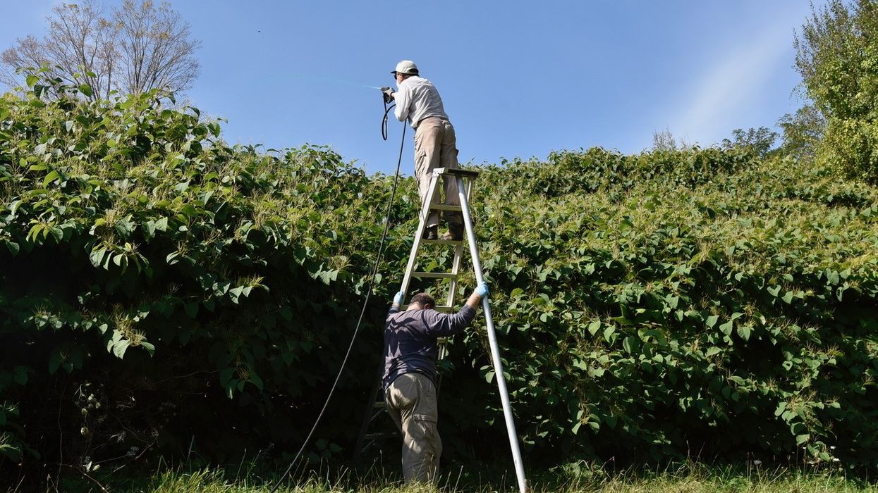 Targeting knotweed in Winsted