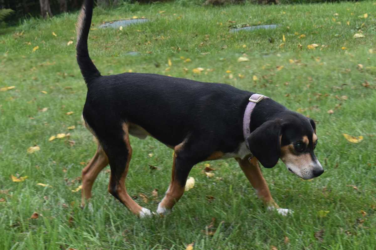 A second chance in Wingdale