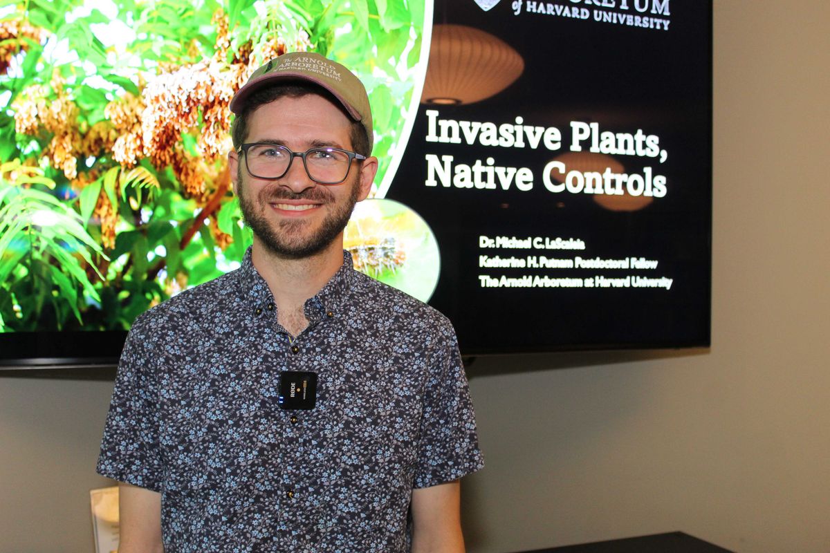 Scientist seeks hardier caterpillar to combat invasive Tree of Heaven