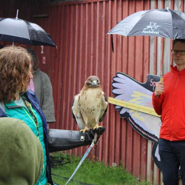 Sharon Audubon Birdfest
