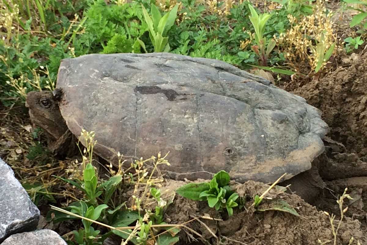 The snapping truth:
Meet Connecticut’s largest and least understood turtle