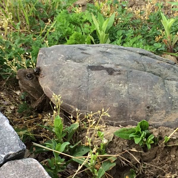 The snapping truth:
Meet Connecticut’s largest and least understood turtle