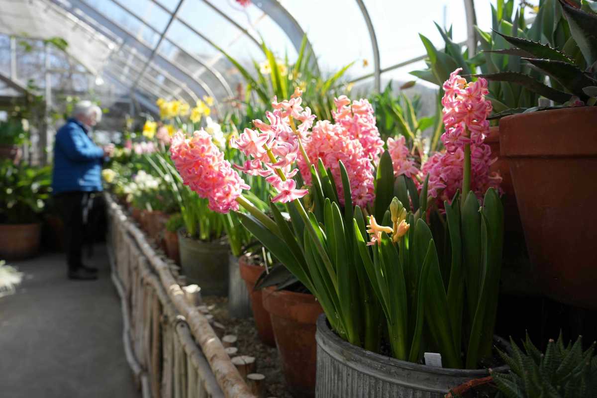 A taste of spring at the annual bulb show