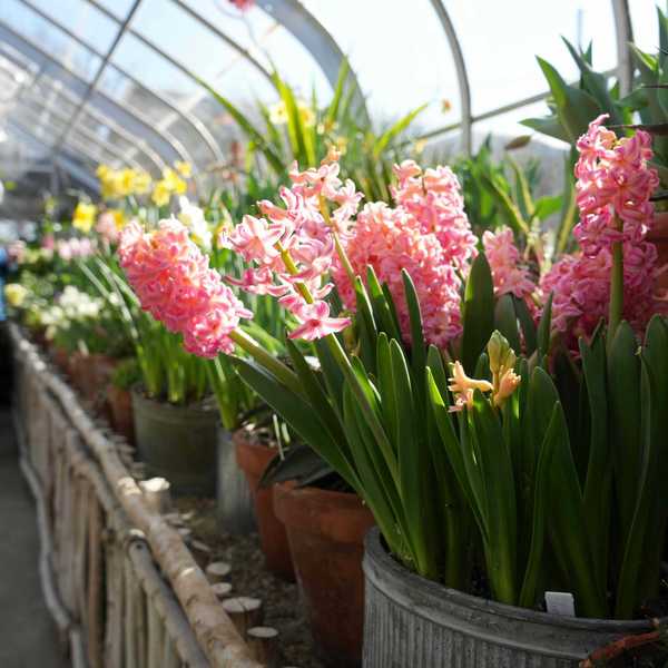 A taste of spring at the annual bulb show