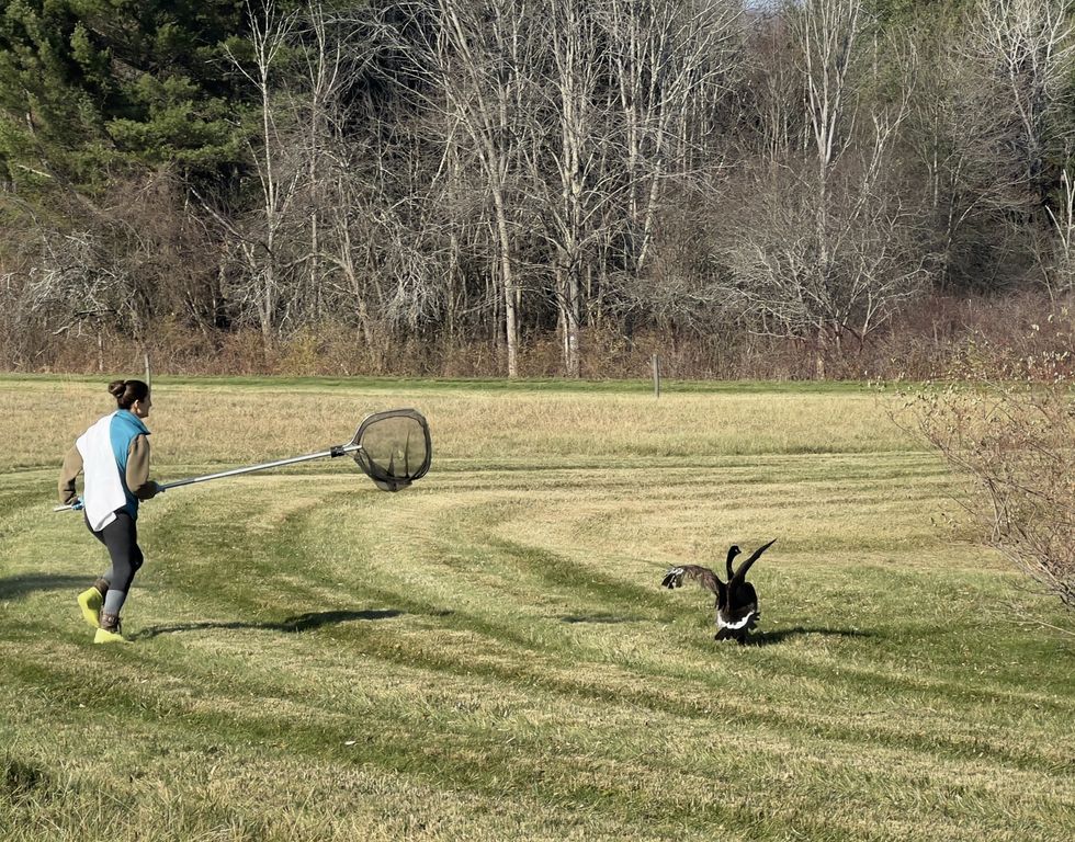 Injured and stranded, goose gets opportunity at rehab