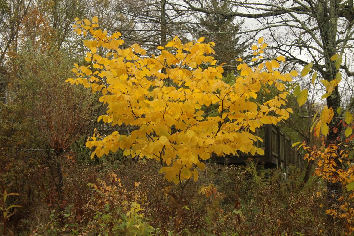 On planting a Yellowwood tree