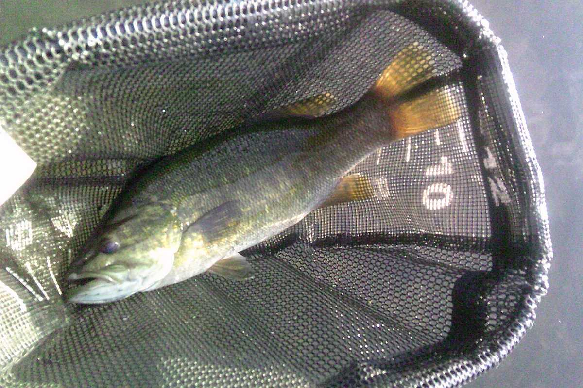 Tangled research and development