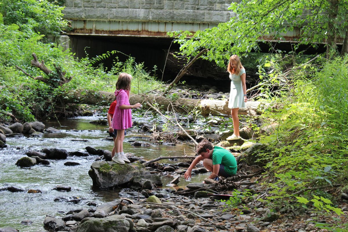 Young naturalists capture and catalogue critters