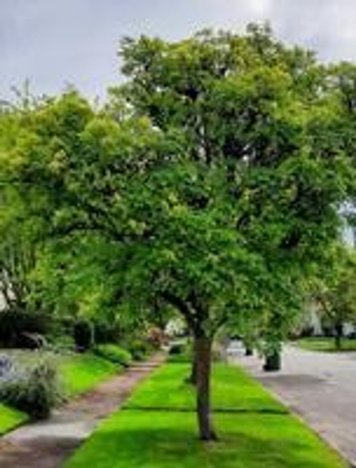 Kent seeks applicants for downtown tree planting grants